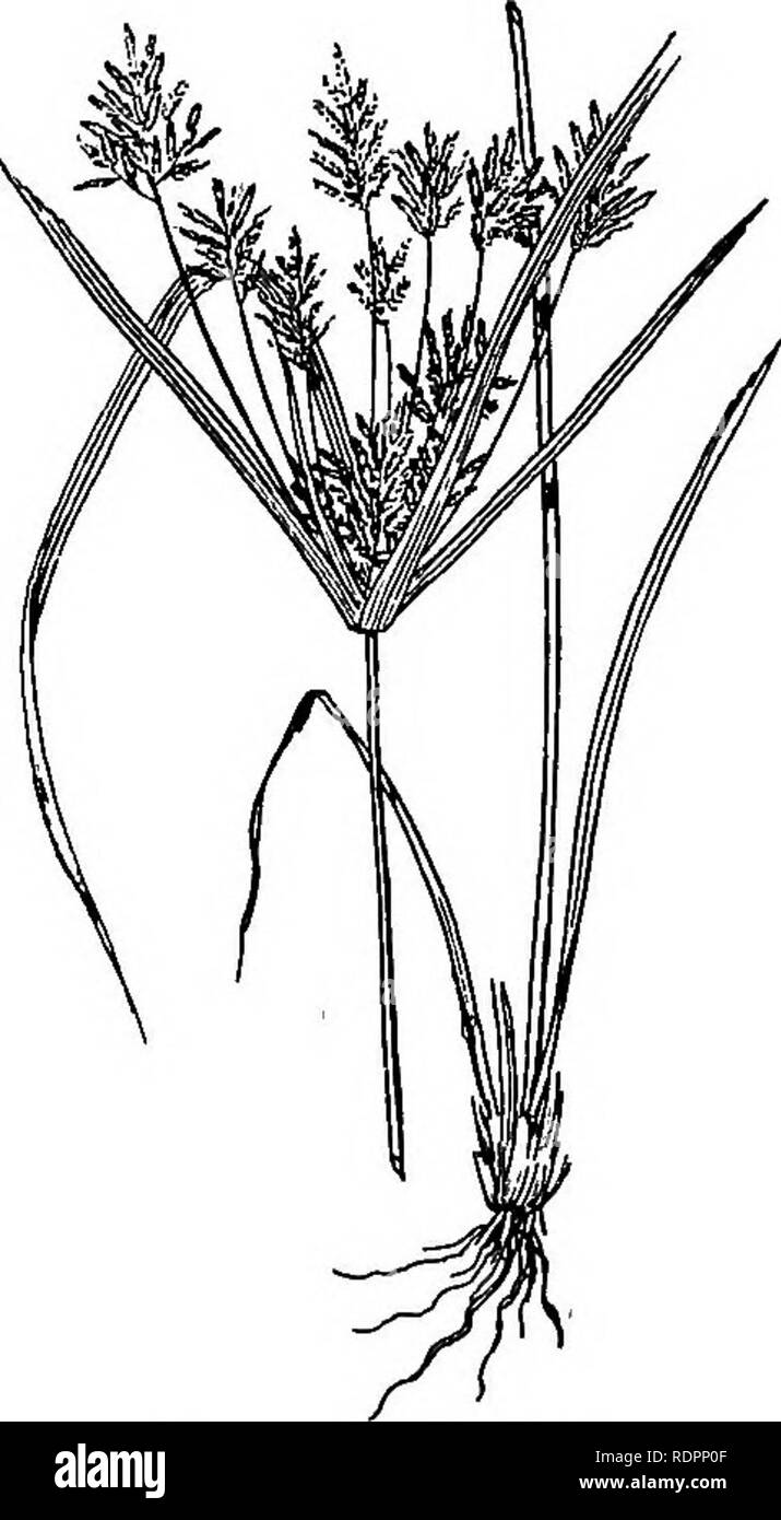 . The Indiana weed book. Weeds. 58 THE INDIANA WEED BOOK. roots fibrous. Flowers without petals or sepals, arranged in spike- lets and &quot;usually solitary in the axils of each scale or glume; sta- mens 1-3; ovary 1-celled, producing a single seed which in fruit usually forms a three-cornered nutlet called an achene. About 160 species of the family are known from the State. For the most part they grow in damp places, as the borders of streams and lakes, along ditches and the margins of sloughs They are com- monly known as sedges, cotton- grasses, spike-rushes, bulrushes, nut- grasses, etc.,  Stock Photo