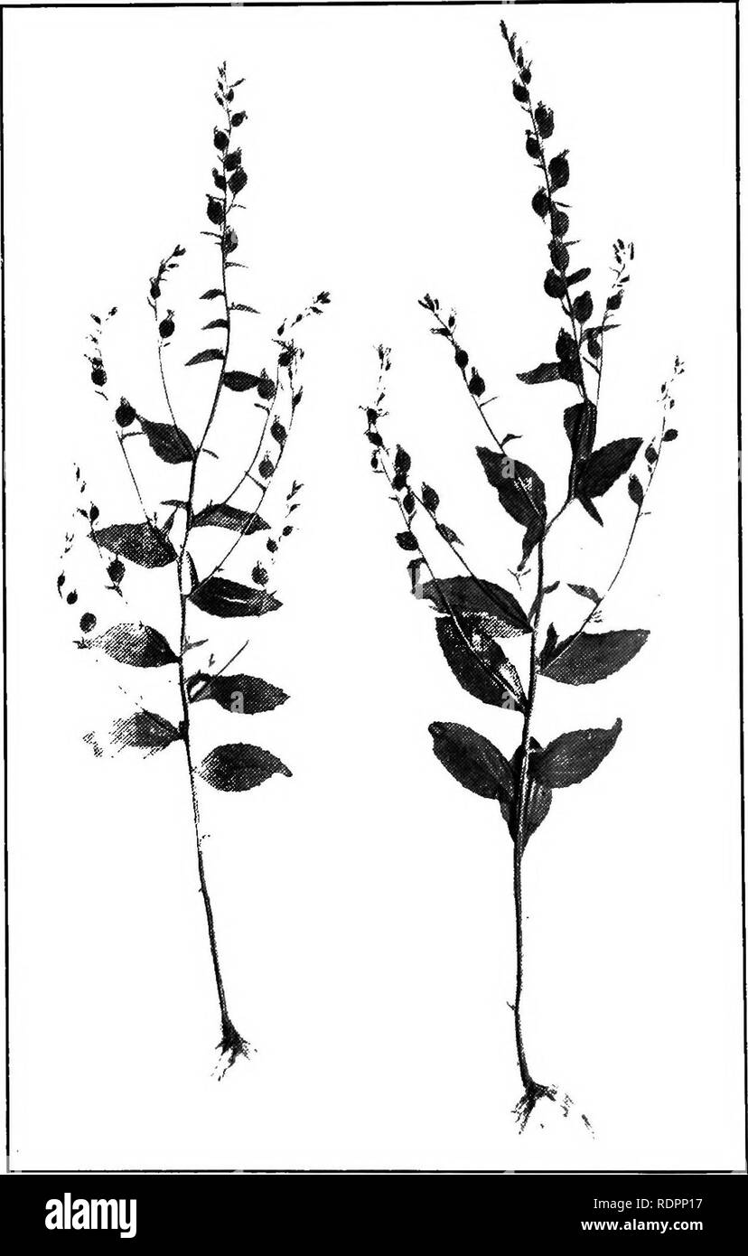 . A guide to the poisonous plants and weed seeds of Canada and the northern United States. Poisonous plants; Botany; Botany. 148 Occasionally Fatal.. Fig. 40.—Indian Tobacco—Lobelia inflata.. Please note that these images are extracted from scanned page images that may have been digitally enhanced for readability - coloration and appearance of these illustrations may not perfectly resemble the original work.. Thomson, Robert Boyd, 1870-; Sifton, Harold Boyd, joint author. [Toronto] University of Toronto Press Stock Photo