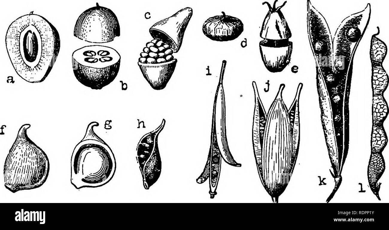 . The Indiana weed book. Weeds. 42 THE INDIANA WEED BOOK. the achene always has hvo scars, one at the base showing where it was joined to the floWer-stalk, and the other at the top where the style or stigma was united to it, whereas the seed has hut one scar indicating the point where it was joined to the ovary. The ripened pistils of the buttercups and the so-called seeds of the dandelions, catnip and hound's tongue are examples of achenes. The utricle is an achene with a thin, loose outer covering, as seen in pigweed, lamb's quarters, etc. The caryopsis or grain is a dry indehiscent fruit in Stock Photo