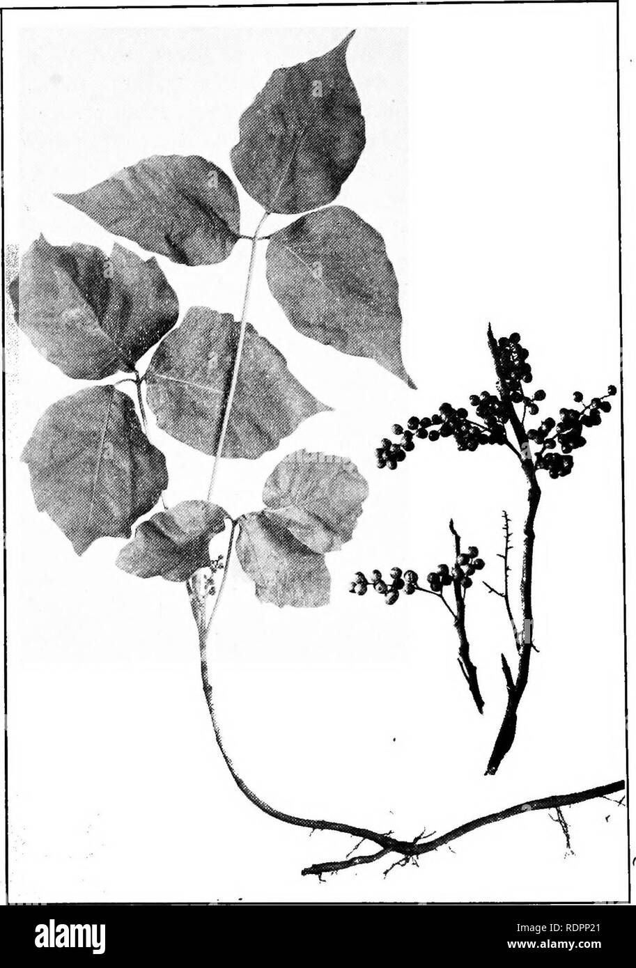 . A guide to the poisonous plants and weed seeds of Canada and the northern United States. Poisonous plants; Botany; Botany. 136 Occasionally Fatal.. Fig. 35.—Poison Ivy—Rhus Toxicodendron. Summer and winter condition.. Please note that these images are extracted from scanned page images that may have been digitally enhanced for readability - coloration and appearance of these illustrations may not perfectly resemble the original work.. Thomson, Robert Boyd, 1870-; Sifton, Harold Boyd, joint author. [Toronto] University of Toronto Press Stock Photo
