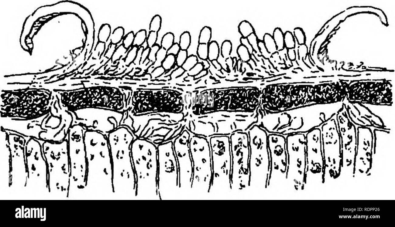 . How to grow cut flowers. A practical treatise on the cultivation of the rose, carnation, chrysanthemum, voilet, and other winter flowering plants. Also greenhouse construction ... Floriculture; Greenhouses. Diseases of the Rose. 125 which float in the air and impregnate healthy tissues. See Fig. 32.. Fig. 31. The reason why some varieties are more liable to its ravages than others, is not easy of explanation. That it is oftener present in teas containing an admixture of hybrid blood is unquestioned, and would seem to confirm the theory of some that it is engen- dered by such crosses. I am mo Stock Photo