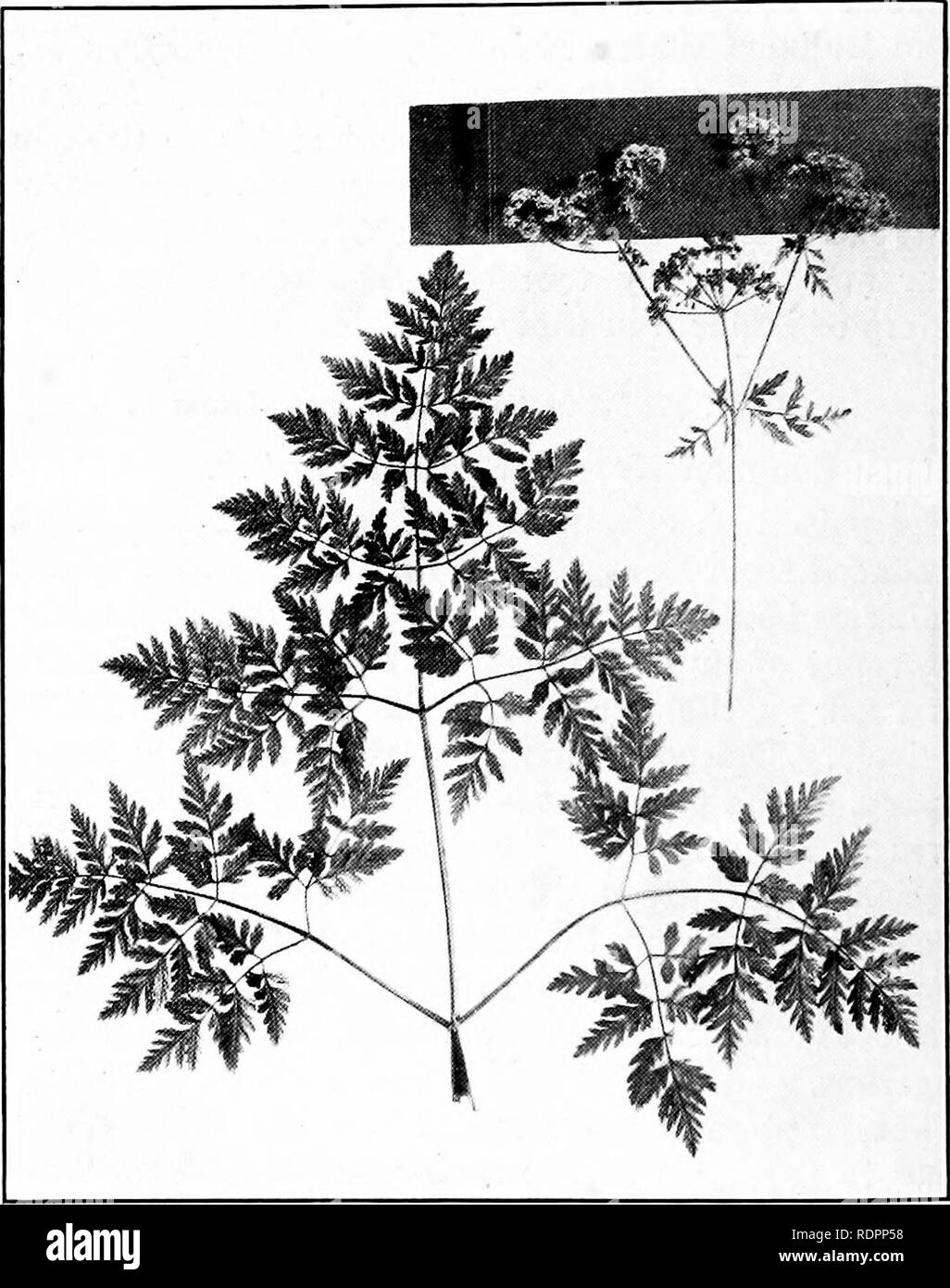 . A guide to the poisonous plants and weed seeds of Canada and the northern United States. Poisonous plants; Botany; Botany. 80 Pasture and Range.. Fig. 16.—^Poison Hemlock—Conium maculatum.. Please note that these images are extracted from scanned page images that may have been digitally enhanced for readability - coloration and appearance of these illustrations may not perfectly resemble the original work.. Thomson, Robert Boyd, 1870-; Sifton, Harold Boyd, joint author. [Toronto] University of Toronto Press Stock Photo