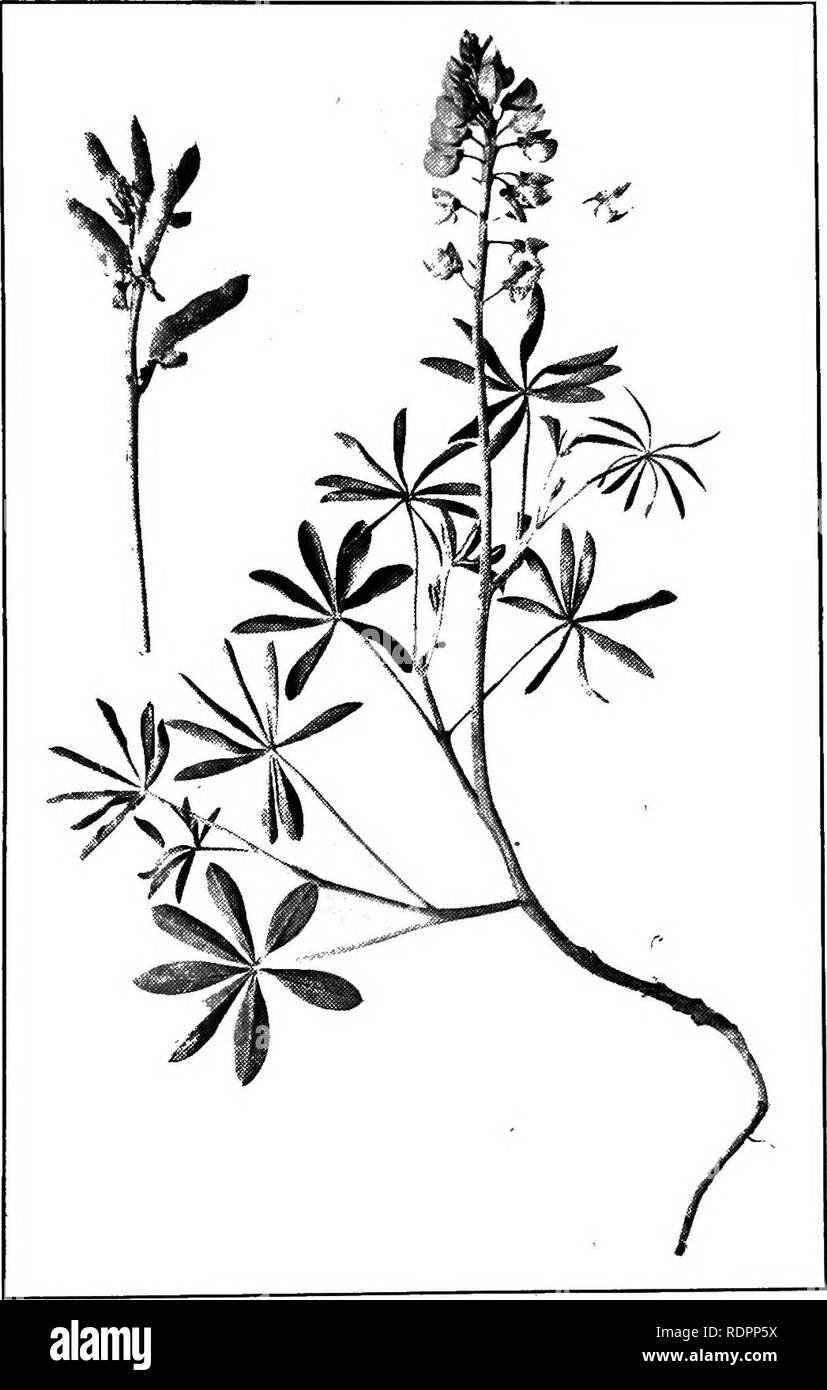 . A guide to the poisonous plants and weed seeds of Canada and the northern United States. Poisonous plants; Botany; Botany. Pea Family. 41. Fig. 7.—Common Lupine—Lupinus perennis.. Please note that these images are extracted from scanned page images that may have been digitally enhanced for readability - coloration and appearance of these illustrations may not perfectly resemble the original work.. Thomson, Robert Boyd, 1870-; Sifton, Harold Boyd, joint author. [Toronto] University of Toronto Press Stock Photo