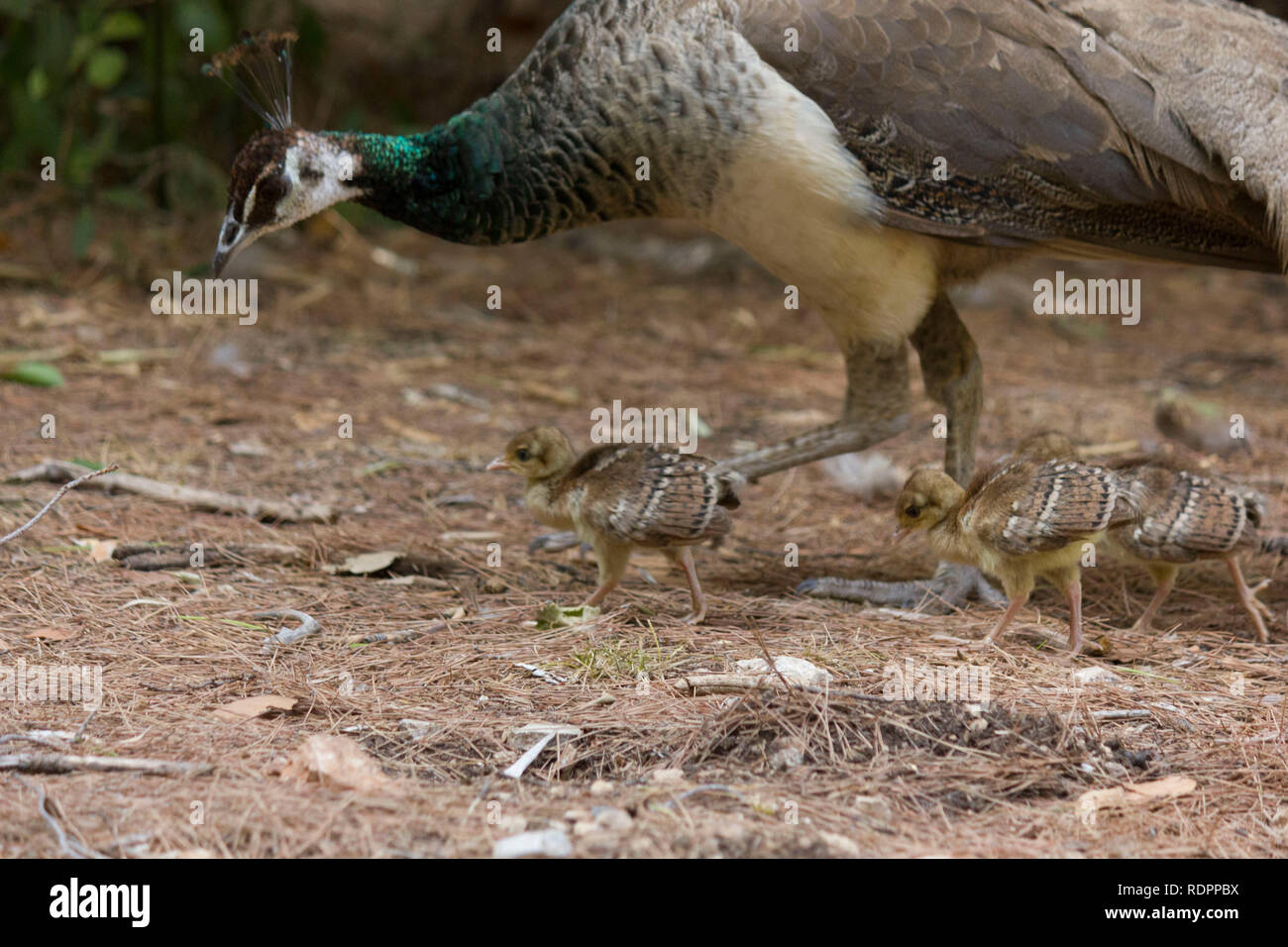 Peacock peahen peafowl chicks hires stock photography and images Alamy