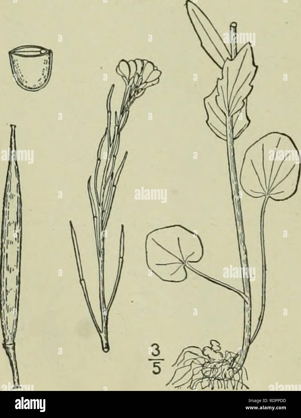 . An illustrated flora of the northern United States, Canada and the British possessions : from Newfoundland to the parallel of the southern boundary of Virginia and from the Atlantic Ocean westward to the 102nd meridian. Botany. CRUCIFERAE. 7. Cardamine bellidifolia L. Alpine Cress. Fig. 2089. Cardamine bellidifolia L. Sp. PI. 654. 1753. Perennial, tufted, glabrous, 2-5' high, with fibrous roots. Lower leaves long-petioled, .ovate, obtuse, the blades 4&quot;-8&quot; long, 3&quot;-4&quot; broad, abruptly contracted into the petiole, entire, or with a few rounded teeth; upper leaves similar, sh Stock Photo