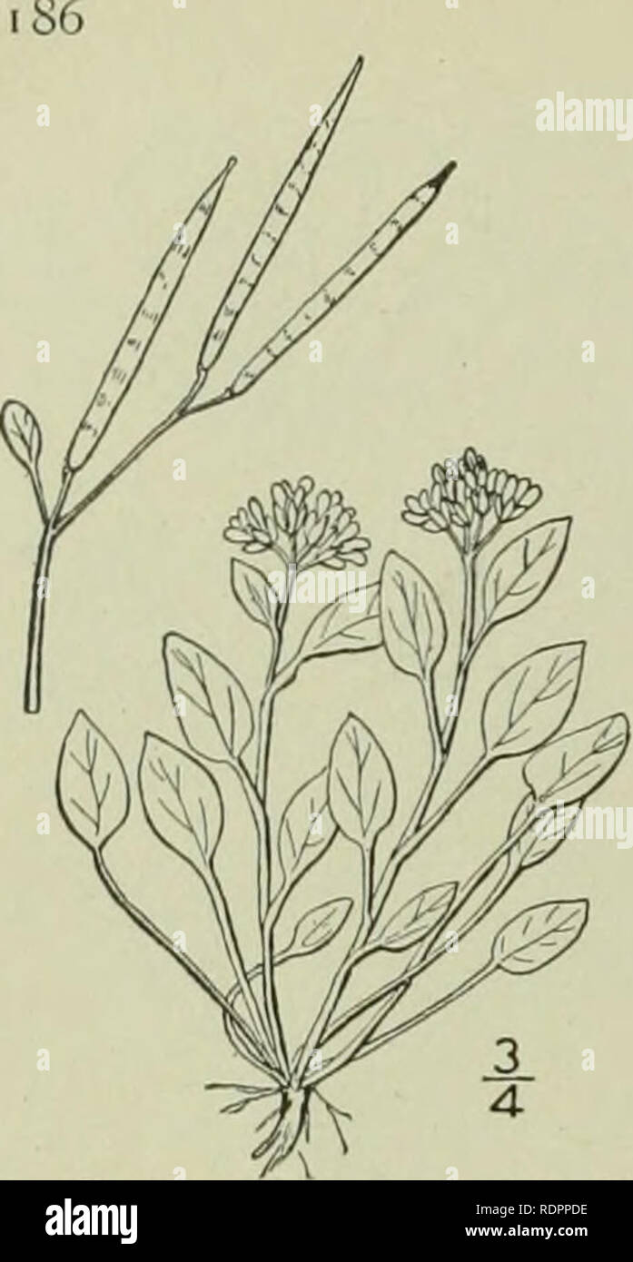 . An illustrated flora of the northern United States, Canada and the British possessions : from Newfoundland to the parallel of the southern boundary of Virginia and from the Atlantic Ocean westward to the 102nd meridian. Botany. CRUCIFERAE. 7. Cardamine bellidifolia L. Alpine Cress. Fig. 2089. Cardamine bellidifolia L. Sp. PI. 654. 1753. Perennial, tufted, glabrous, 2-5' high, with fibrous roots. Lower leaves long-petioled, .ovate, obtuse, the blades 4&quot;-8&quot; long, 3&quot;-4&quot; broad, abruptly contracted into the petiole, entire, or with a few rounded teeth; upper leaves similar, sh Stock Photo
