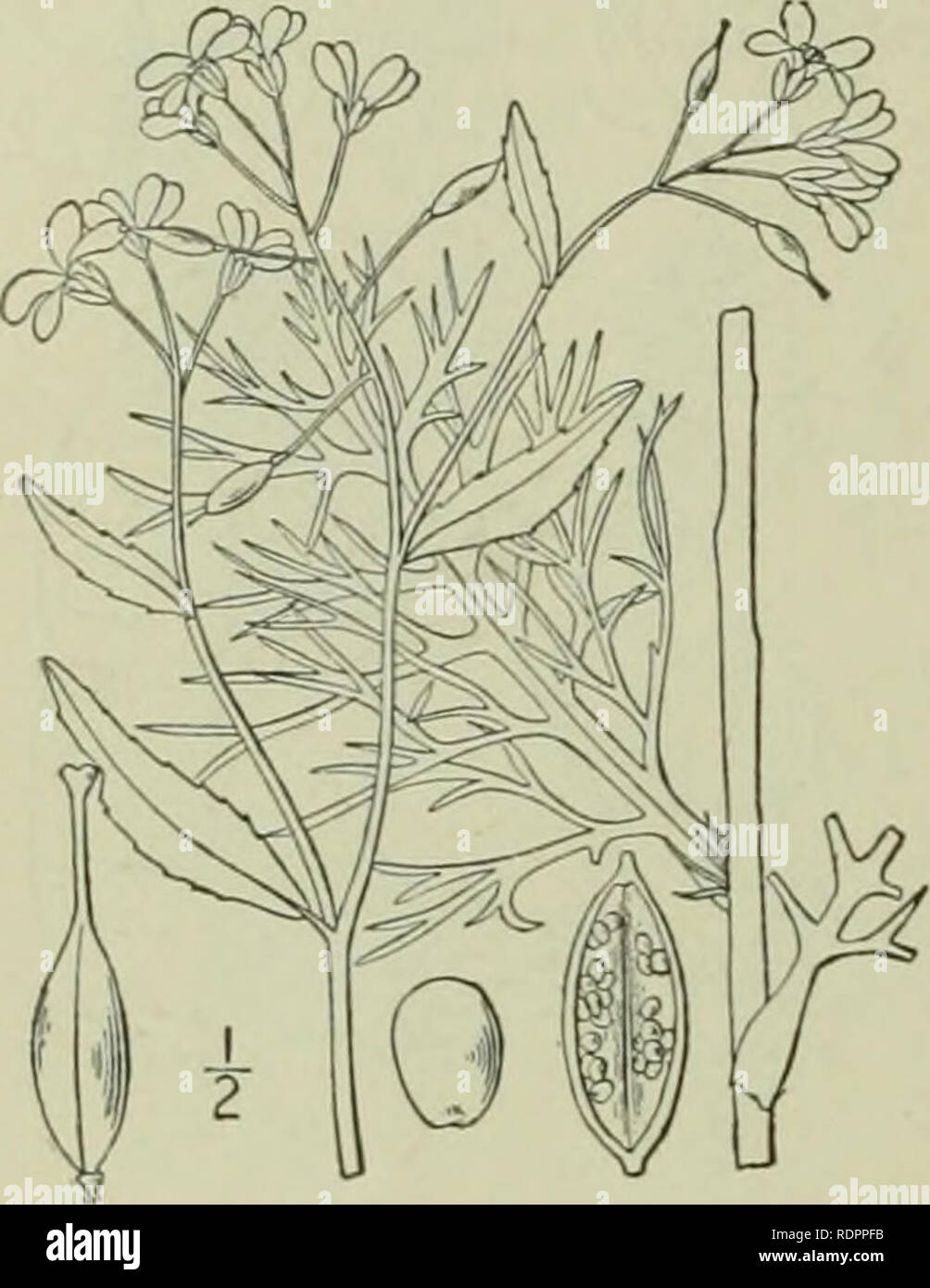 . An illustrated flora of the northern United States, Canada and the British possessions : from Newfoundland to the parallel of the southern boundary of Virginia and from the Atlantic Ocean westward to the 102nd meridian. Botany. CRUCIFERAE. I, Neobeckia aquatica (Eatonj Britton. Lake Water-cress. River-cress. Fig. 2036. Cochlearia aquatica Eaton, Man. Ed. 5, 181. 1829. Nasturtium nalans var americanum A. Gray, Ann. Lye. N. Y. 3:223. 1836. Nasturtium lacustre A. Gray, Gen. lU. i : 132. 1848. Rorifa americana Britton, Mem. Torn Club 5: 169. 1894. Neobeckia aquatica Greene, Pittonia 3: 95. 1896. Stock Photo