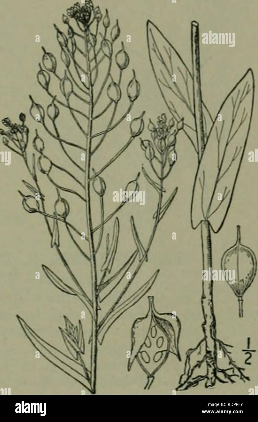. An illustrated flora of the northern United States, Canada and the British possessions : from Newfoundland to the parallel of the southern boundary of Virginia and from the Atlantic Ocean westward to the 102nd meridian. Botany. 2. Camelina microcarpa Andrz. Small- fruited False-flax. Fig. 2021. Camelina microcarpa .-Xndrz.: DC. Syst. 2 : 517. 1821. Camelina sylvestris Wallr. Sched. Crit. 347. 1822. Stem pubescent, at least below, simple or w-ith few elongated branches. Leaves lanceolate, ses- sile, auricled, or the lower narrowed at the base; fruiting racemes much elongated, often 1° long or Stock Photo
