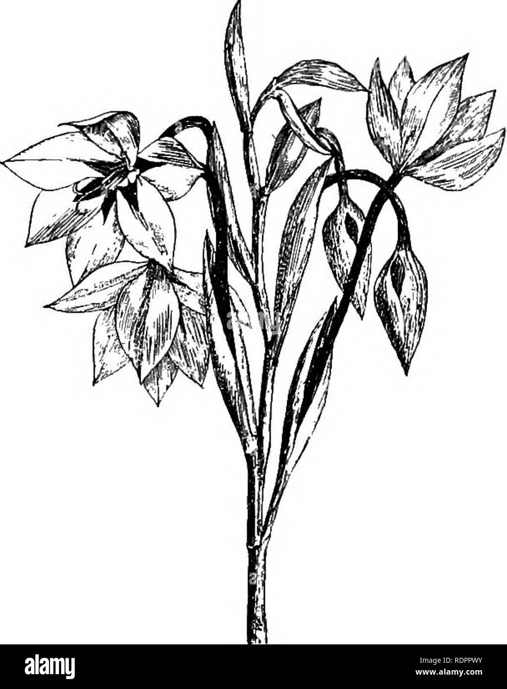 Acidanthera bulbs Black and White Stock Photos & Images Alamy