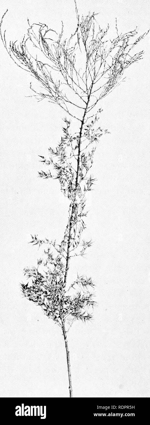 Tamarix Species Black And White Stock Photos Images Alamy