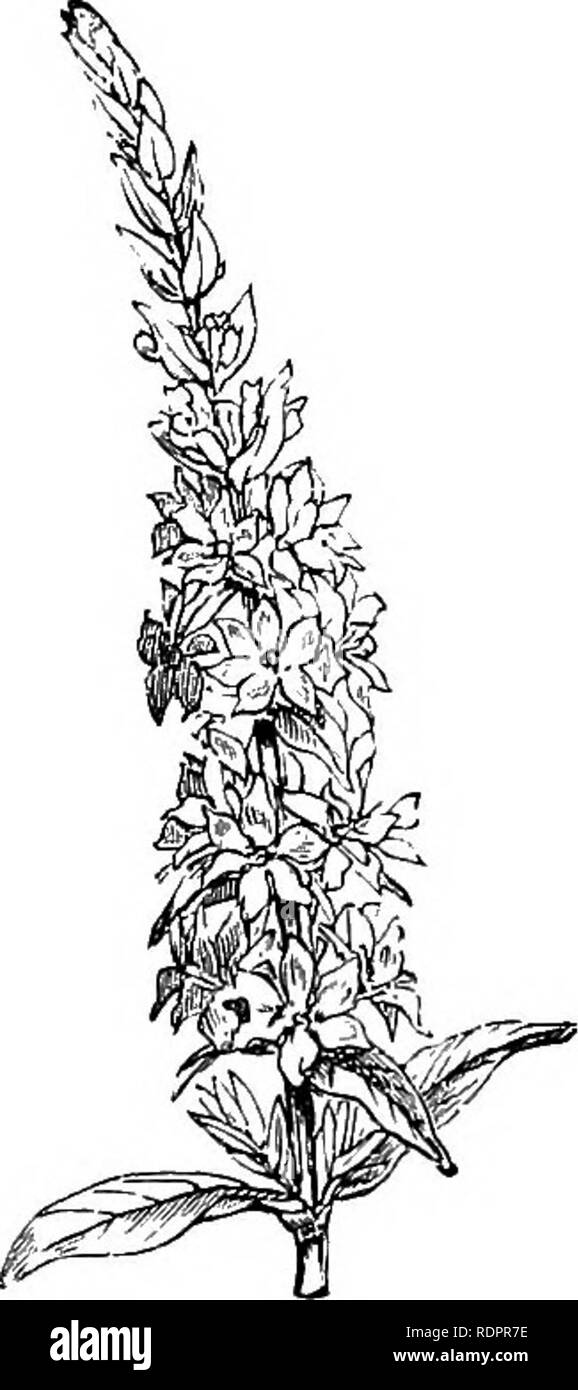 . Notes on the life history of British flowering plants. Botany; Plant ecology. HALORAGE.E—LYTHRARIE^ 191 HiPPURIS The minute flowers are ^Yitllout petals. The leaves are entire. H. vulgaris (Mare's Tail).—Grenier and Godron mention ^ a specimen in which the leaves were arranged spirally instead of in whorls. LYTHEAEIE^ Lythrum We have two British species—L. Salicaria, with upright stems and reddish-purple flowers; and L. hyssopifolia, small and decumbent, with minute petals. L. Salicaria has three distinct forms of flower, which were already recorded by Vaucher, while their functions and rela Stock Photo