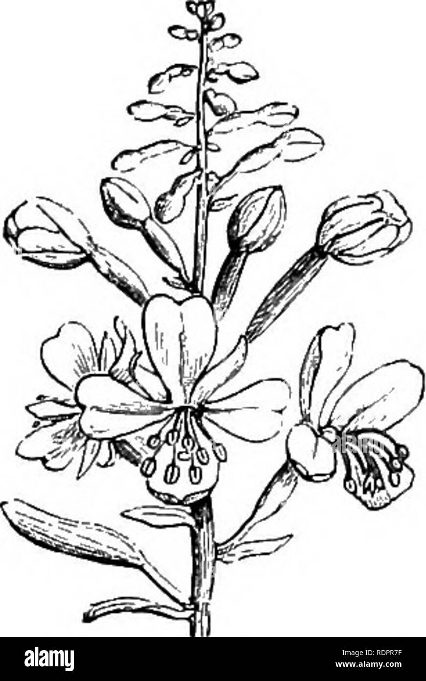 . Notes on the life history of British flowering plants. Botany; Plant ecology. &quot; ONAGRACEiE 187 regular. Three have the stigma deeply four-lobed, one, E. hirsutum, with clasping leaves, while the other two may be distinguished by the form of the leaves, which in one, E. montanum, are ovate or ovate-lanceolate, in the other, E. parviflorum, are lanceolate. The flowers also are small. Of the five species with a club-shaped stigma, two have the stem marked with two or four raised lines; E. tetragonum has sessile leaves, while in E. roseum they are shortly stalked. Of the three species with  Stock Photo