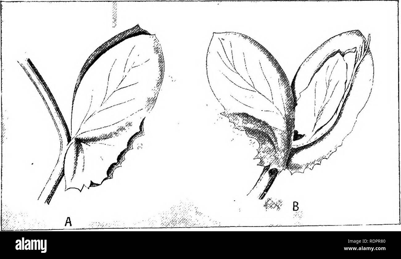 . Notes on the life history of British flowering plants. Botany; Plant ecology. LEGUMINOS.E 17i semi-sagittate stipules appears to depend on the form of the stem and the arrangement of the bud. Where the stem is winged the outer barb of the stipule would be exposed. In such cases the stipule is semi-sagittate. In the Garden Pea [Lathyrus sativus, Fig. 120) the stipules are not only large in bud, and in arrangement resemble those of L. maritimus, but they continue to grow, reaching a length of fully 3 inches, and 1|- in breadth, and act as a pair of leaflets, which they con- siderably exceed in Stock Photo