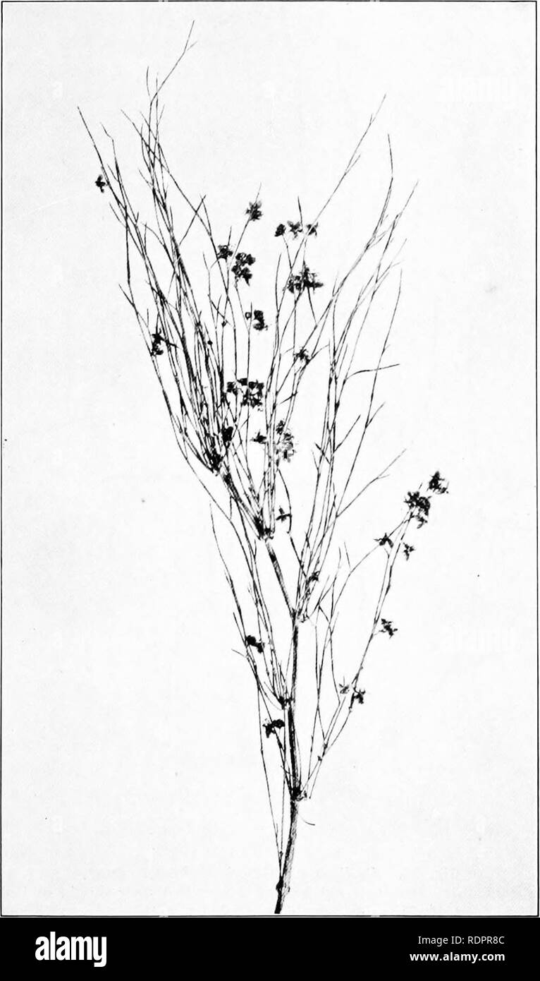 . Studies on the vegetation of the Transcaspian lowlands. Botany. — 179 — than the rest, and these become lojuvenesccnce-shoots; the others (secondary shoots) fall off al the end of the summer. They often bear flowers (fig. 28). The same leaf-bases may. Fig. 27. Calligonum Pallasia. Year shoot from last year with bunches of new, flowering branches. May. 12*. Please note that these images are extracted from scanned page images that may have been digitally enhanced for readability - coloration and appearance of these illustrations may not perfectly resemble the original work.. Paulsen, Ove, 1874 Stock Photo