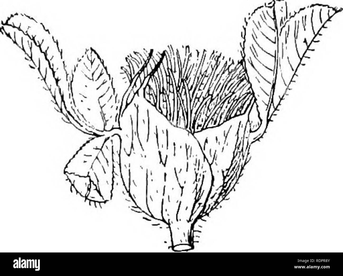 . Notes on the life history of British flowering plants. Botany; Plant ecology. n LEGUMINOS.'E IGl instance, the common Red Clover (2! pi-atense) has the strongly veined connate stipules (Fig. 105) ovate, the free part short, tri- angular, and ending in a setaceous, applied point. The upper ones are some- what dilated. In White Clover {T. rejjens, Fig. 106) they are all comparatively narrow, and subulate at the free end. This difference may perhaps be accounted Fi°- 105.—Tri/olimn 2Jratense. Head c ^ ii - nc 1 of flower-buds with tlie pair of pro- lor by the ditierent arrange- tectiug leaves. Stock Photo