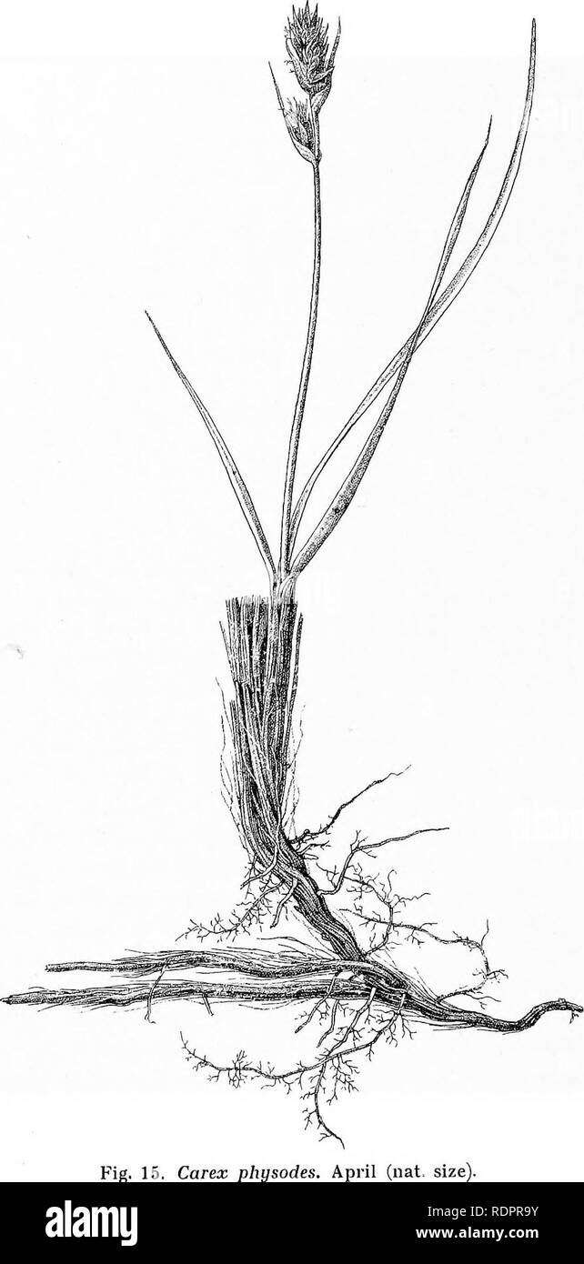 . Studies on the vegetation of the Transcaspian lowlands. Botany. 98. Fig. 15. Carex phgsodes. April (nat. size. Please note that these images are extracted from scanned page images that may have been digitally enhanced for readability - coloration and appearance of these illustrations may not perfectly resemble the original work.. Paulsen, Ove, 1874-1947; Second Danish Pamir expedition. Copenhagen, Gyldendalske Boghandel Stock Photo