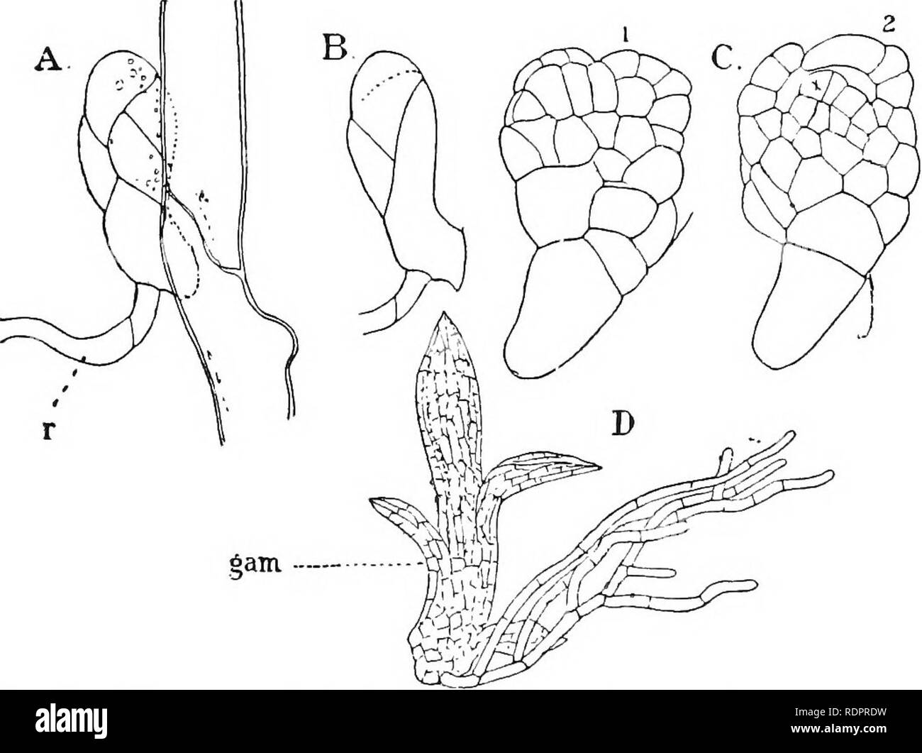 . Plants; a text-book of botany. Botany. 124 PLANT STEUCTUEES called a pseudopodium, or &quot;false stalk,&quot; and in the top of it is imbedded the foot of the sporogonium carrying the globular capsule (Fig. 105, G). 74. True Mosses.—This immense and most highly organ- ized Bryophyte group contains the great majority of the Mosses, which are sometimes called the Bryum forms, to distinguish them from the Bjihagnum forms. They are. Fig. 106. Different stages in tlie development of tlie leafy gametophore from the pro- tonema of a common moss (FnnaHa): A, the first few cells and a rhizoid {r) J Stock Photo