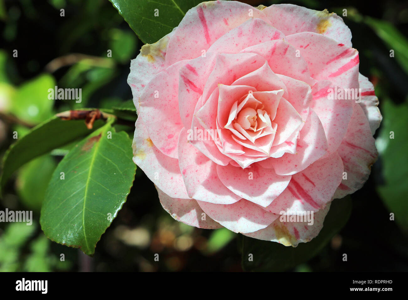 Camellia Japonica Stock Photo
