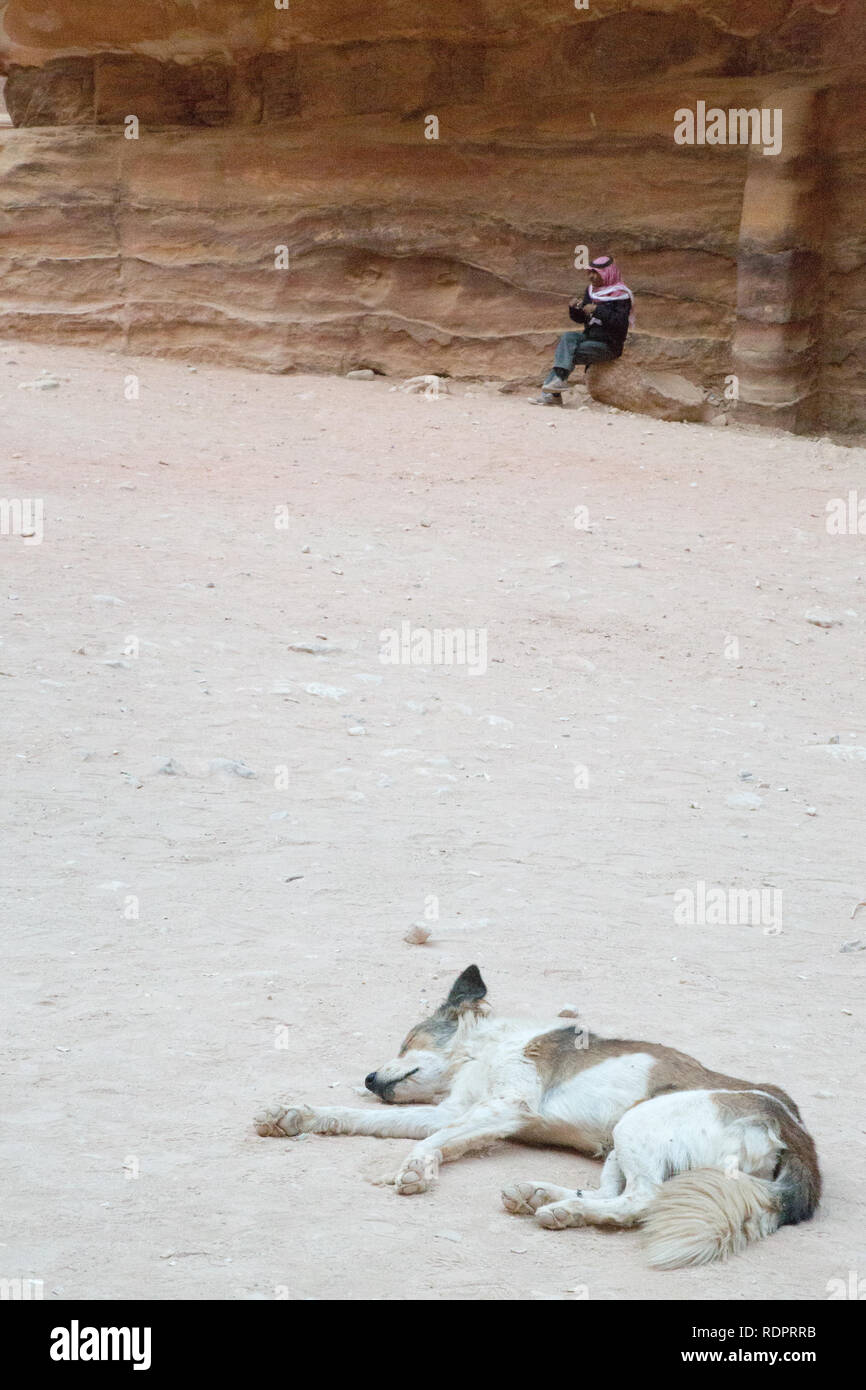 Canaan dog, Petra, Jordan Stock Photo Alamy