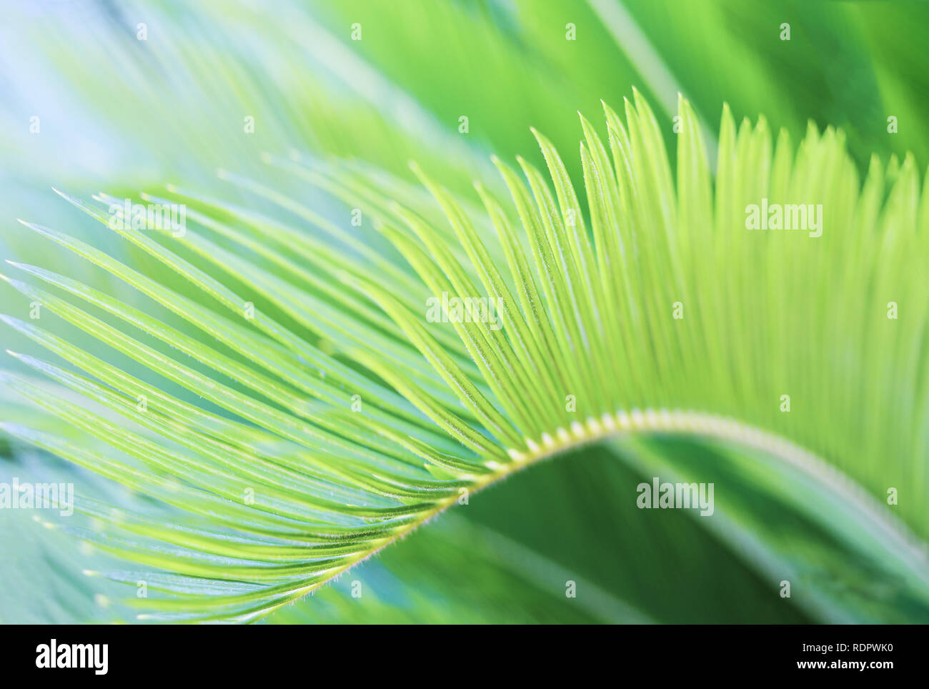 Natural blurred greenery tropic background with palm leaf. Stock Photo