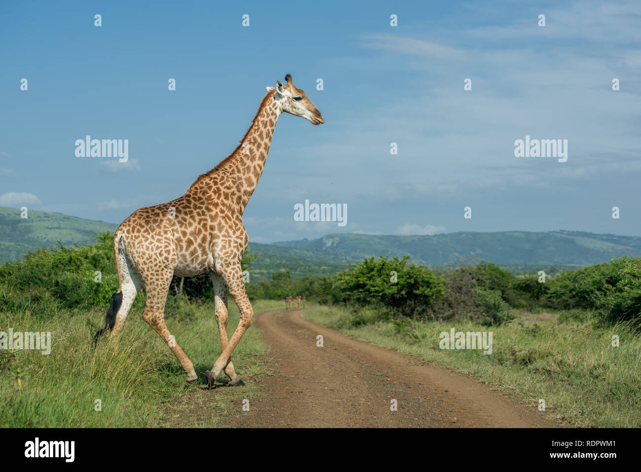 A giraffe crosses a dirt road on a sunny day in Umkhuze Game Reserve, Isimangaliso Wetland Park, KZN, South Africa Stock Photo