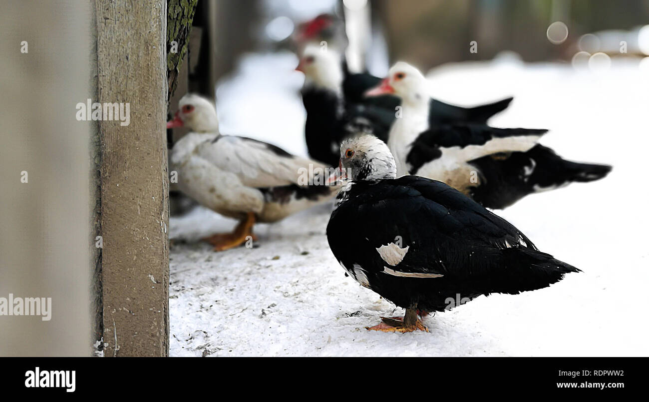 Group of Indian Runner ducks on a farm. Stock Photo