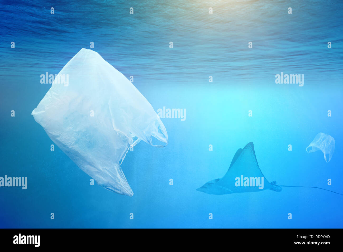 One stingray swimming near huge plastic bag in the open sea Stock Photo