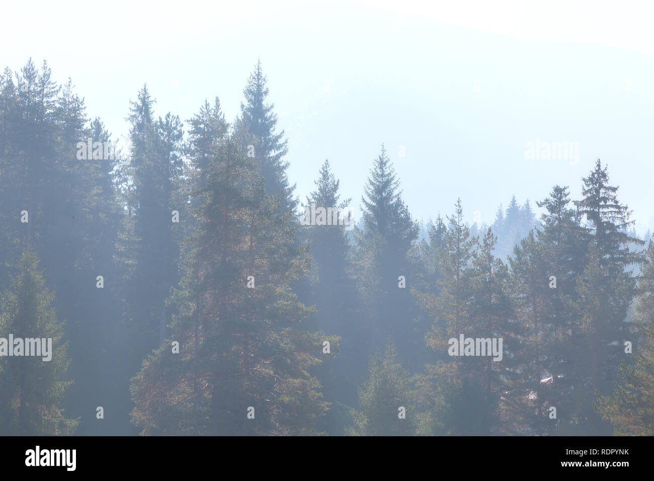 panoramic image of mysterious misty fog pine tree forest Stock Photo ...