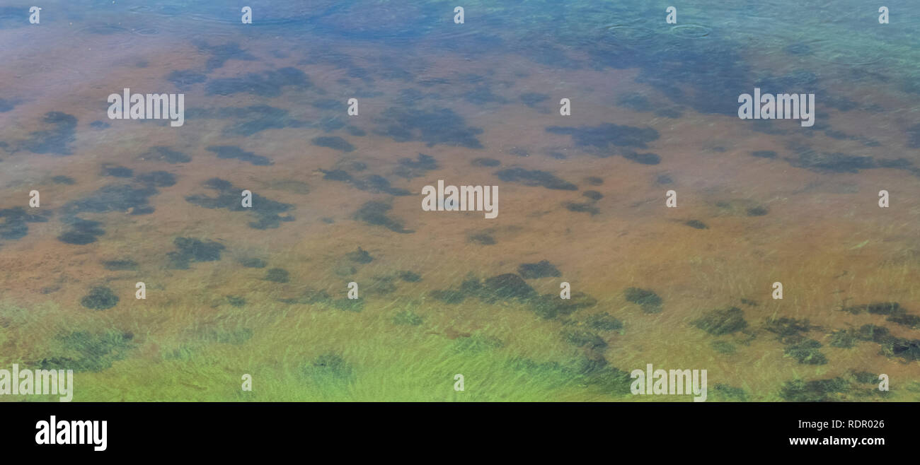 Green dirty water off the coastline of the pond Stock Photo - Alamy