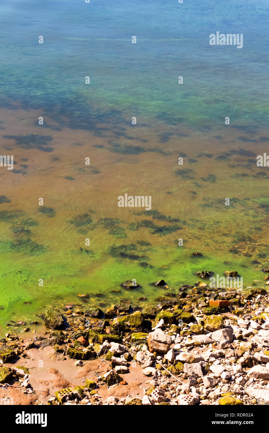 Green dirty water off the coastline of the pond Stock Photo - Alamy