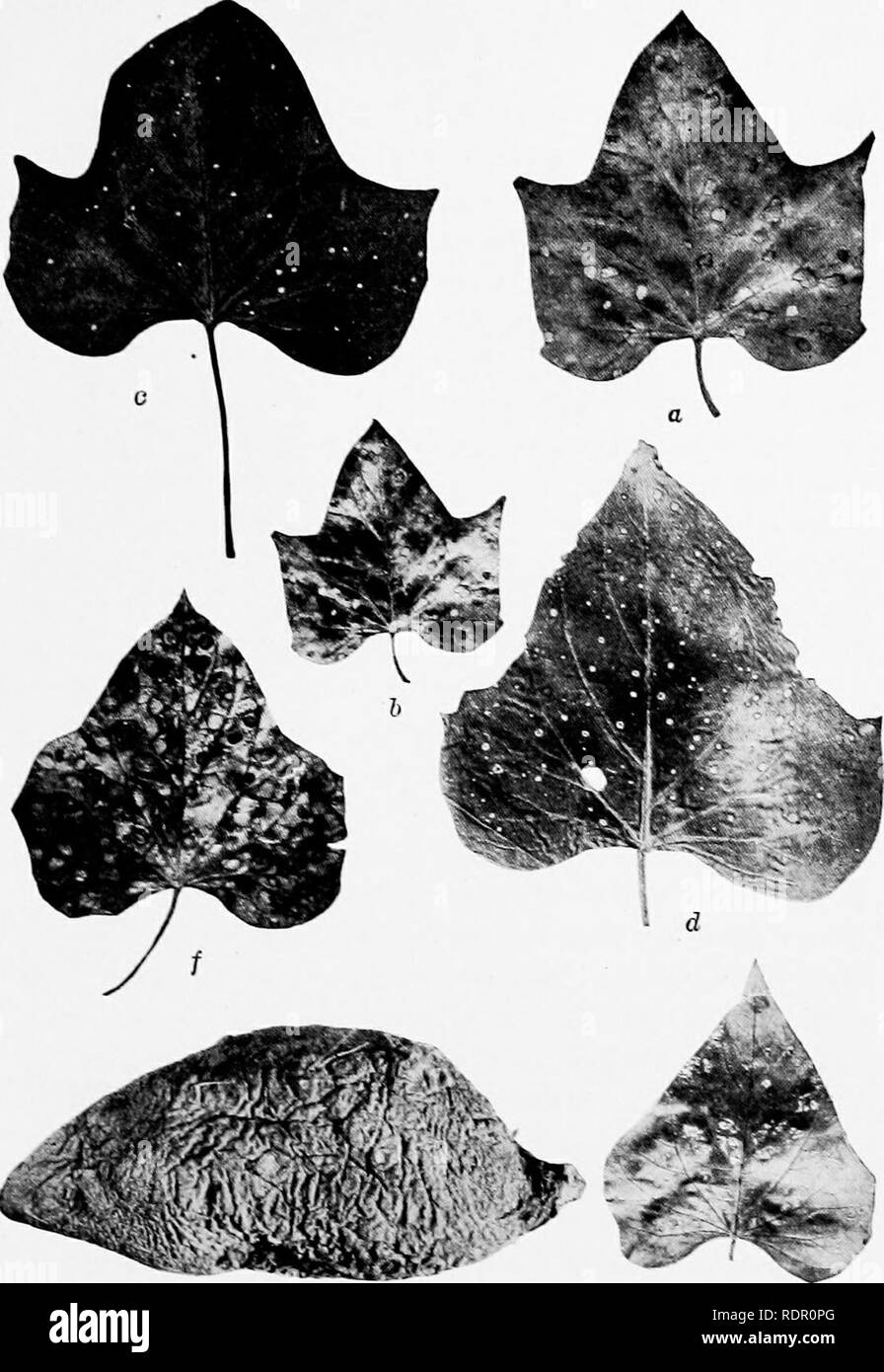 . The sweet potato; a handbook for the practical grower. Sweet potatoes. Plate ^II.— Sweet potato diseases, o and 6, Leaf of sweet potato plant, showing the presence of » number of circular leaf-blight spots, c and d, Leaf of a sweet potato plant, showing white spots caus^ by the leaf-spot fungus, e and /, Leaf of a sweet potato plant, showing the white-rust fungus, g. A sweet potato showing the characteristic appearance of dry-rot.. Please note that these images are extracted from scanned page images that may have been digitally enhanced for readability - coloration and appearance of these i Stock Photo