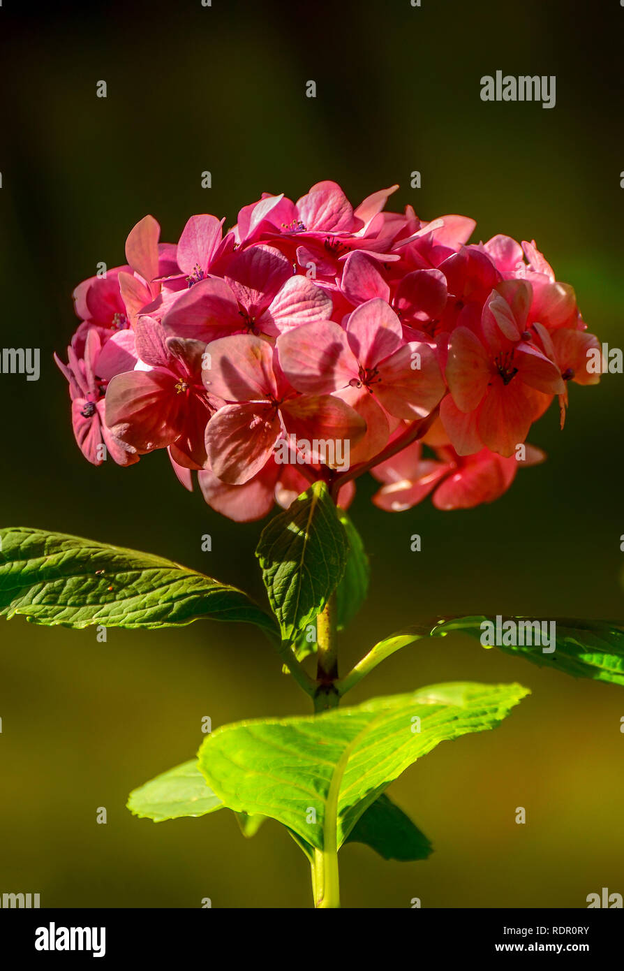 Hydrangeas are grown in gardens as ornamental plants because of their ...