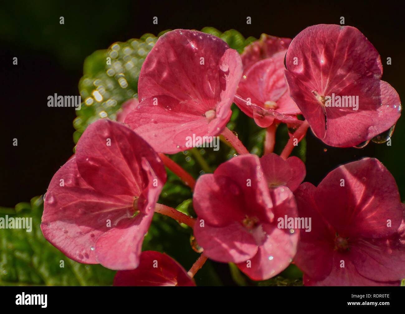 Hydrangeas are grown in gardens as ornamental plants because of their ...