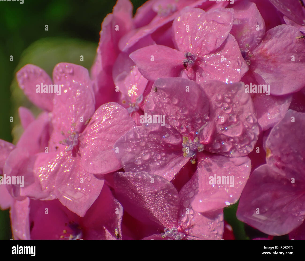 Hydrangeas are grown in gardens as ornamental plants because of their ...