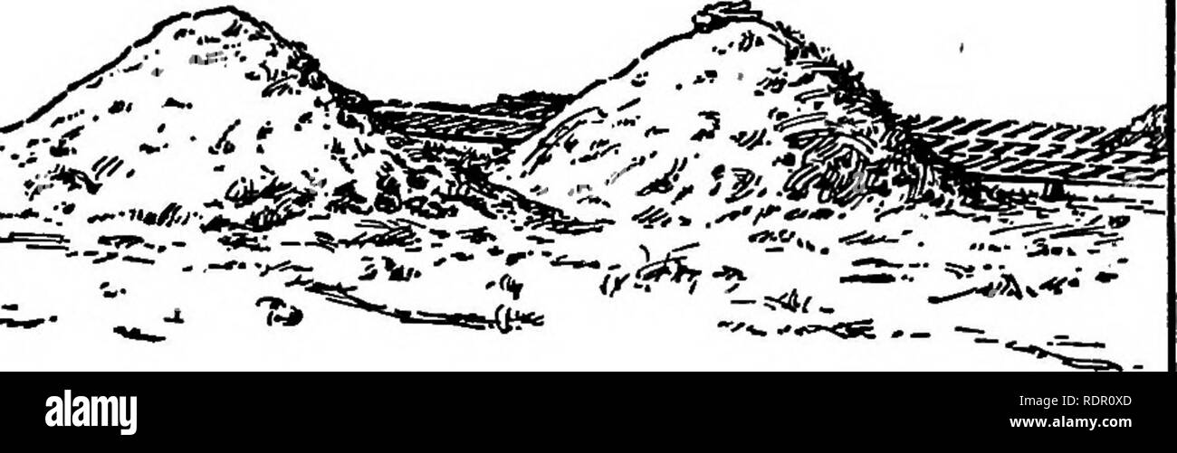 . The sweet potato; a handbook for the practical grower. Sweet potatoes