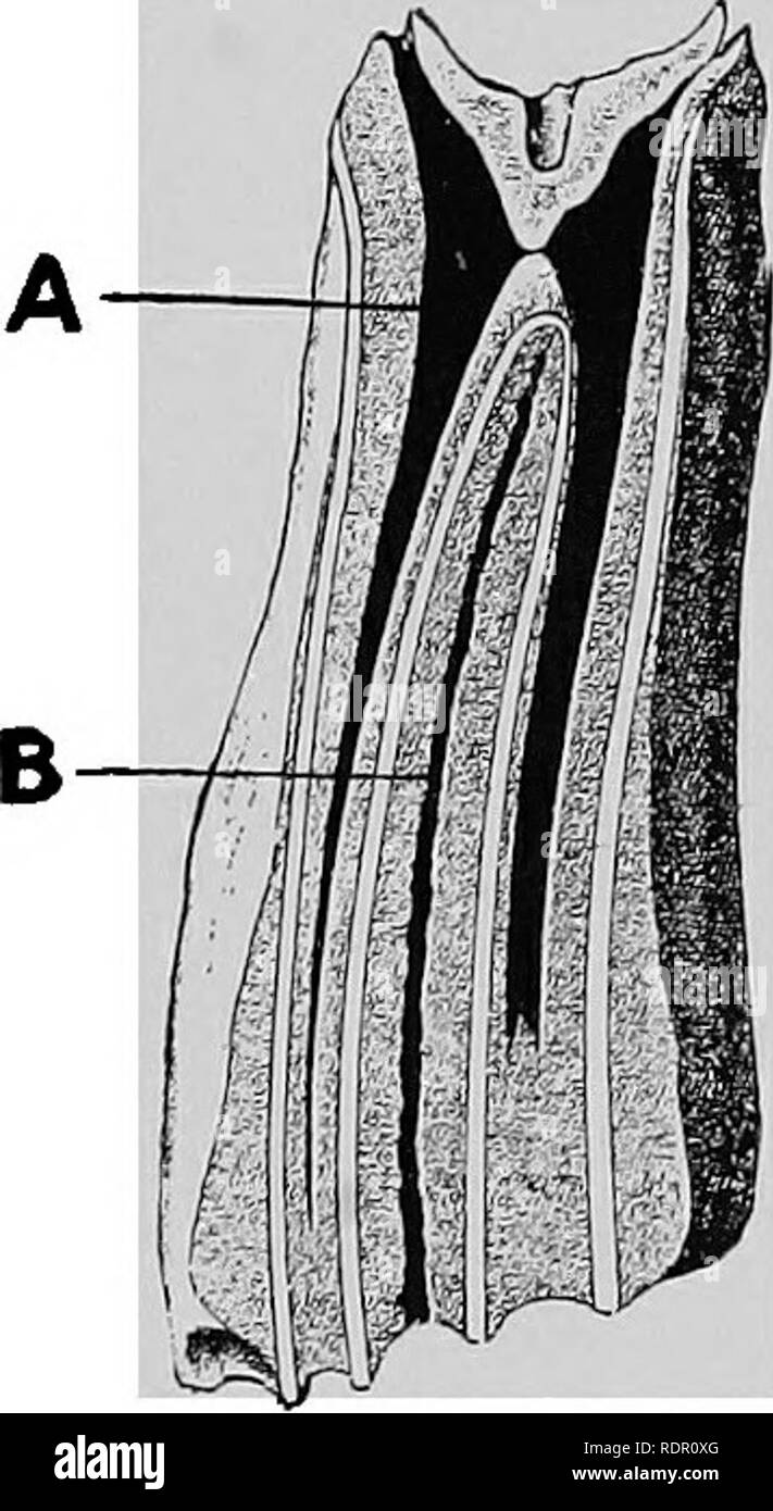Dental canaliculi hires stock photography and images Alamy