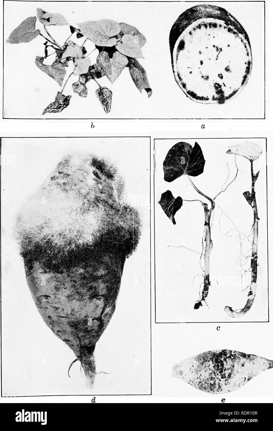 . The sweet potato; a handbook for the practical grower. Sweet potatoes. Plate V.— Diseases of sweet potatoes, a, A section through a sweet potato sliovving the blackened ring just below the surface caused by the stem-rot fungus, b, A sweet potato plant showing the characteristic symptoms of stem-rot. c, Sweet potato black-rot. Small sweet potato plant showing the characteristic blackening of the underground part of the stem, d. Soft-rot. A sweet potato showing the moldy growth of the fungus causing soft-rot. e. Soil-splotch.. Please note that these images are extracted from scanned page image Stock Photo