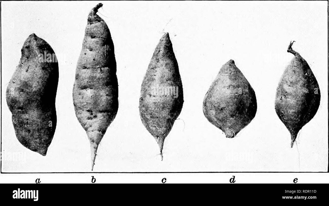 . The sweet potato; a handbook for the practical grower. Sweet potatoes. Plate IV.— Varieties of sweet potatoes. Top: Typical speci- mens of some of the commercial moist-fleshed varieties of sweet potatoes: a. Yellow Belmont; 6, Pumpkin; c, Porto Rico; d, Nancy Hall: e, Southern Queen; /, Dooley; g, Bunch. Bottom: Some of the important commercial dry-fleshed varieties of sweet potatoes: a, Big Stem Jersey; h, Triumph; c, Yellow Jersey; d. Yellow Jersey; e, Red Jersey. Note the two distinct types of the Yellow Jersey variety.. Please note that these images are extracted from scanned page images Stock Photo