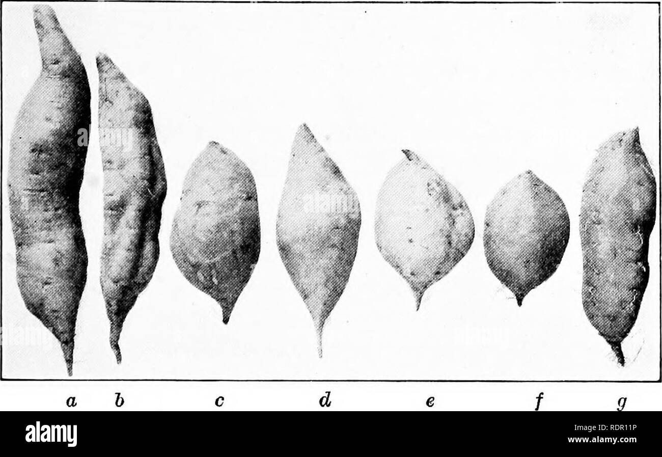 . The sweet potato; a handbook for the practical grower. Sweet potatoes. . Please note that these images are extracted from scanned page images that may have been digitally enhanced for readability - coloration and appearance of these illustrations may not perfectly resemble the original work.. Hand, T. E; Cockerham, Kirby Lee, 1893-. New York, The Macmillan Company Stock Photo