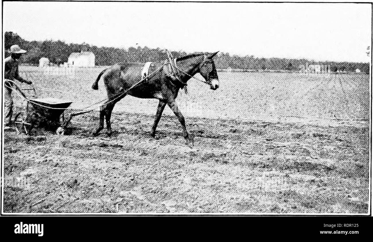 . The sweet potato; a handbook for the practical grower. Sweet potatoes. Plate III.— Sweet potato field operations, a, A field of sweet potatoes after the vines have practically covered the ground. 6. Dropping and setting draws by hand, c, A horse- drawn fertilizer distributor in operation.. Please note that these images are extracted from scanned page images that may have been digitally enhanced for readability - coloration and appearance of these illustrations may not perfectly resemble the original work.. Hand, T. E; Cockerham, Kirby Lee, 1893-. New York, The Macmillan Company Stock Photo