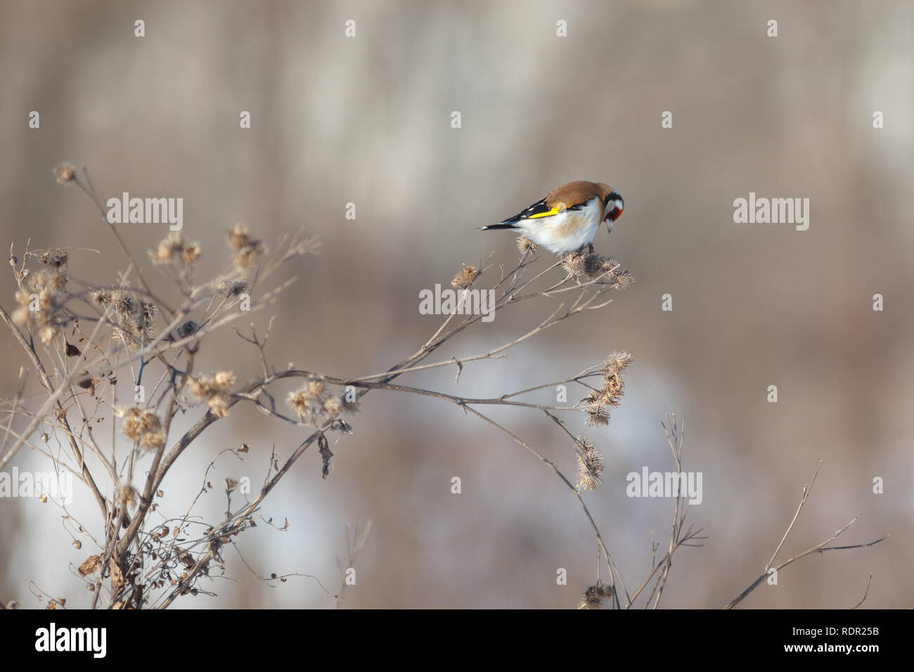 Goldfinch (Carduelis carduelis). Russia Stock Photo