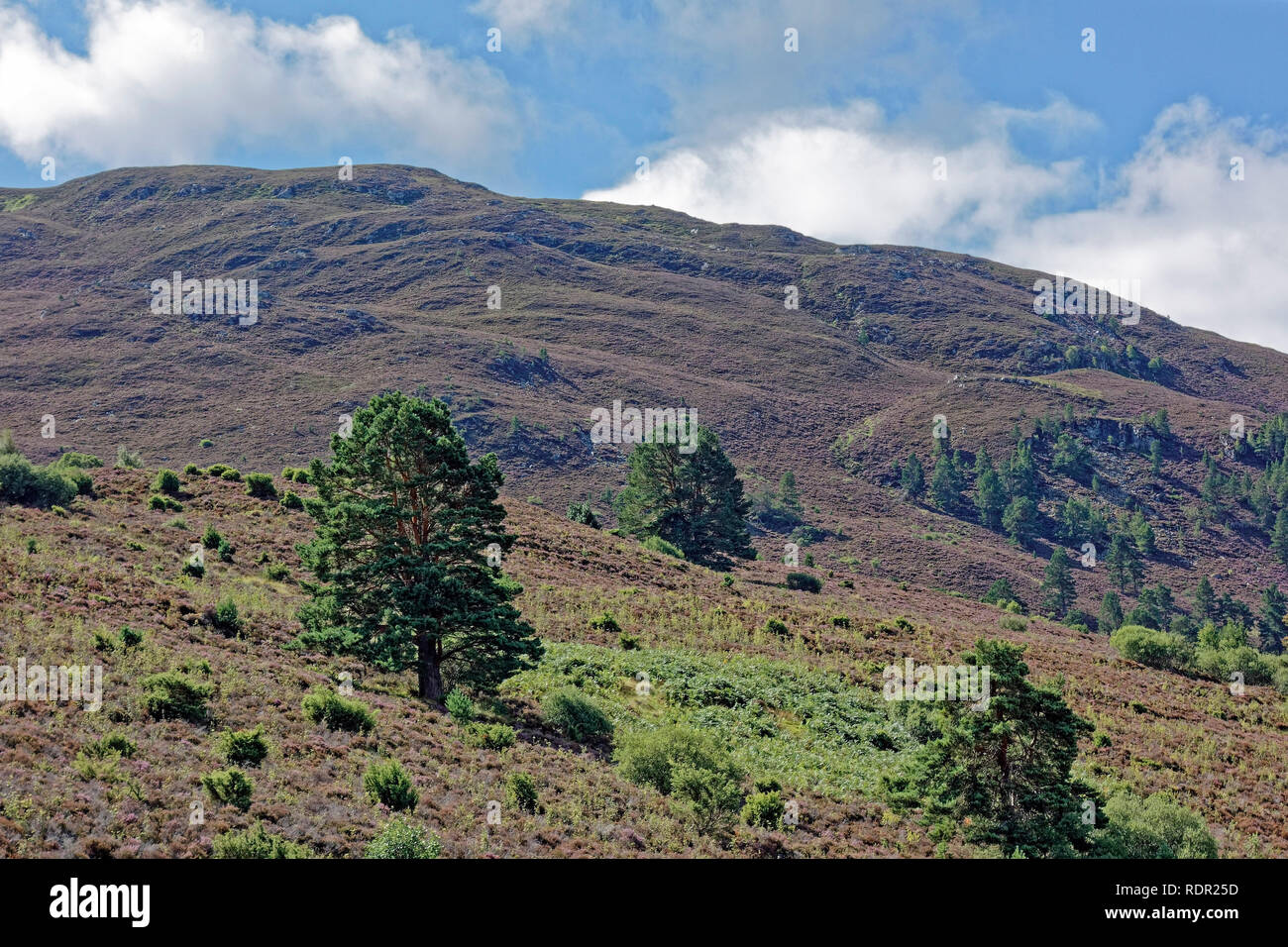 Scene in the Cairngorms National Park near Boat of Garten in summer with heather flowering on mountain. Stock Photo