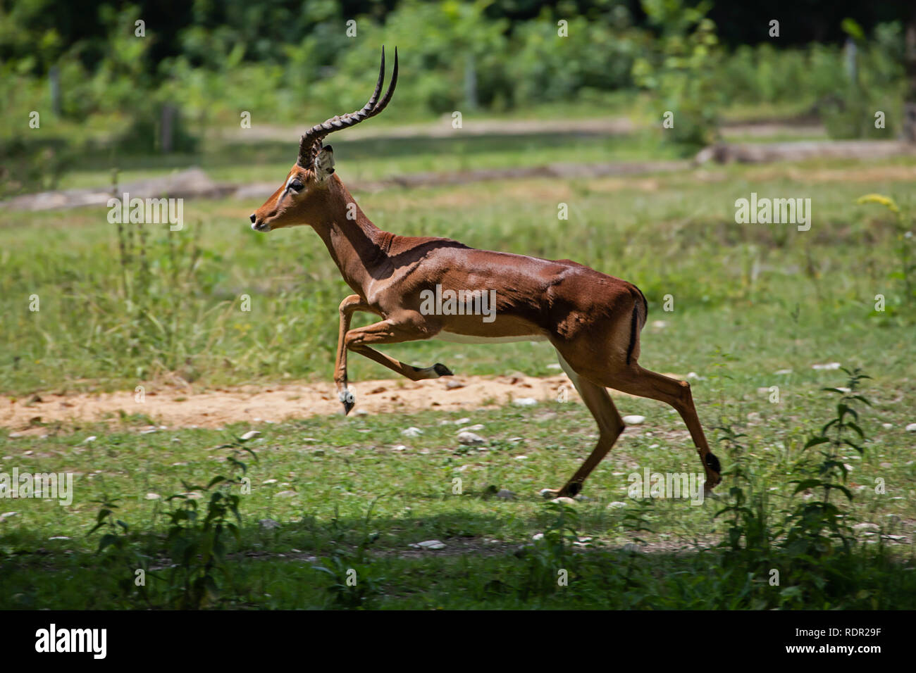 Impala Zoo Augsburg running and jumping around Stock Photo Alamy