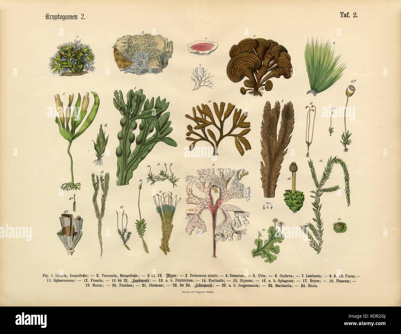 Cryptogam, Algae, Lichens, Mosses, Ferns, Victorian Botanical Illustration Stock Photo