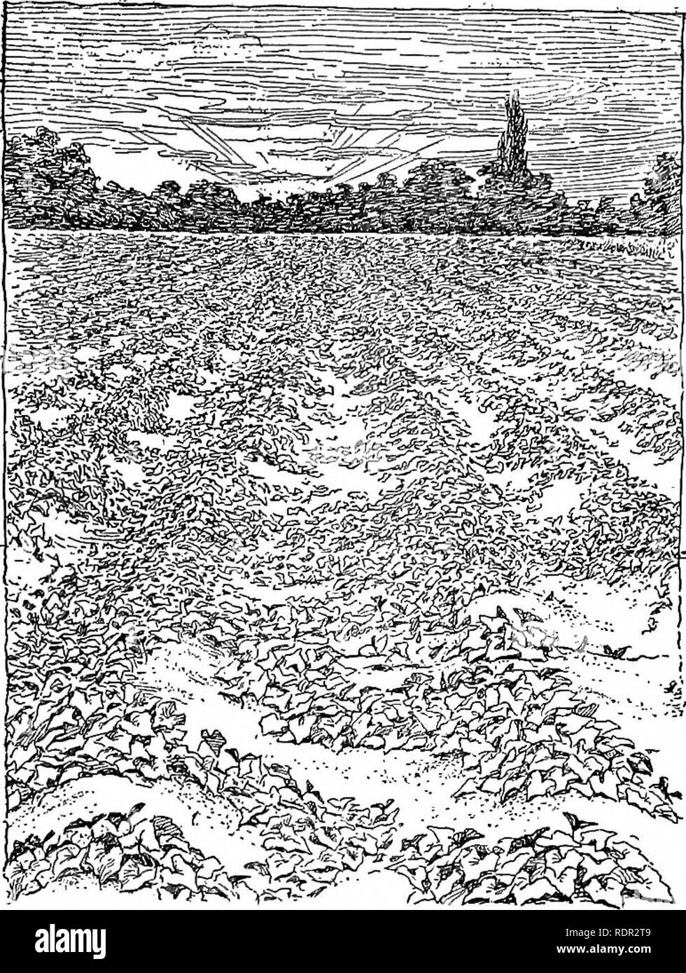 Seedlings seeds germinating Black and White Stock Photos & Images - Alamy