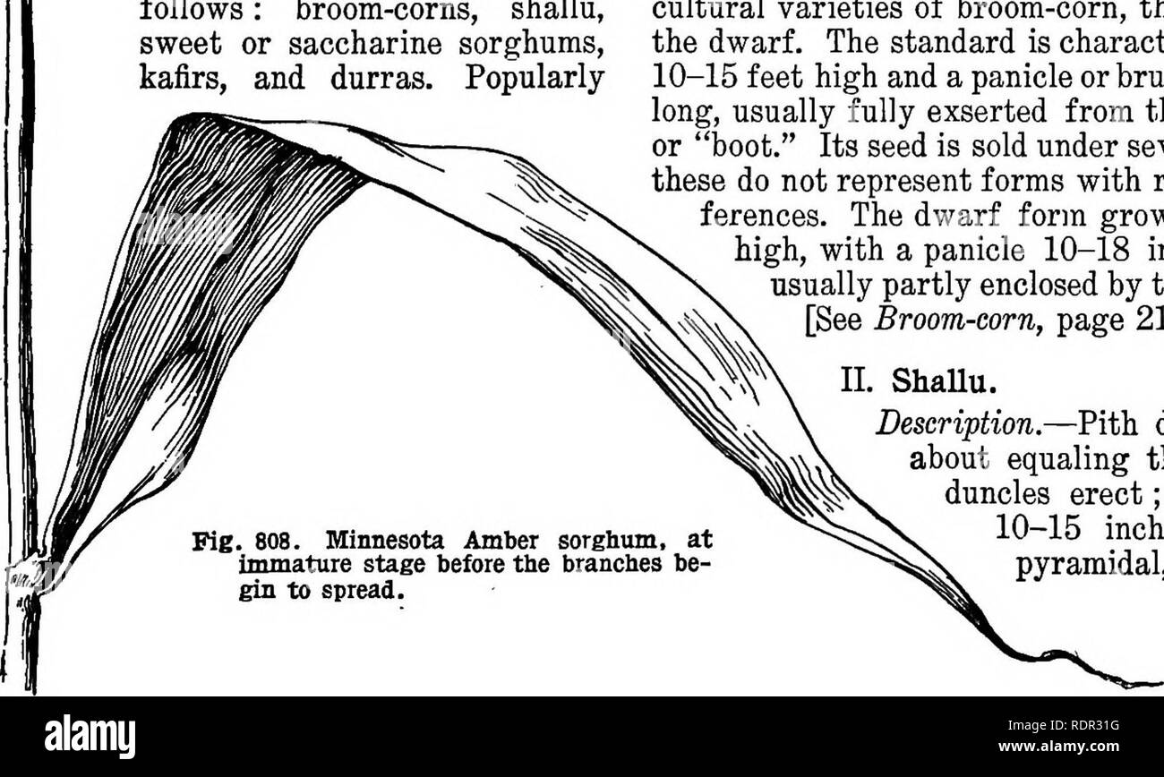 . Cyclopedia of farm crops, a popular survey of crops and crop-making methods in the United States and Canada;. Farm produce; Agriculture. ' some of the kafirs have a fairly sweet juice and could doubtless be developed into saccharine varieties. The term kaoliang, mentioned on page 572, designates Chinese varieties in general, it being the Chinese name for sorghums. KEY TO GROUPS A. Pith dry: Head loose, 10-28 inches long; spikelets oval or obovate, small: Rachis very short; seeds reddish Eaohis as long as head ; seeds white or pearly . Head compact, 4-9 inches long; spikelets broadly obovate, Stock Photo