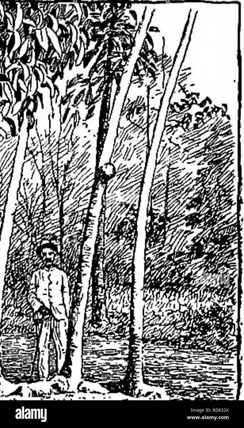 . Cyclopedia of farm crops, a popular survey of crops and crop-making methods in the United States and Canada;. Farm produce; Agriculture. Fig. 797. Tapping rubber trees. where a lower temperature prevails than on the plains. In Trinidad it grows at elevations of 130 to 500 feet above sea level. Funtumia was for- merly known as Kickxia. (Hart.) West African rubber (Landolphia spedes). There are several species of this genus which yield rubber of good quality, but which do not respond readily to cultural treatment. They are for the most part high-climbing plants requir- ing the support of trees Stock Photo