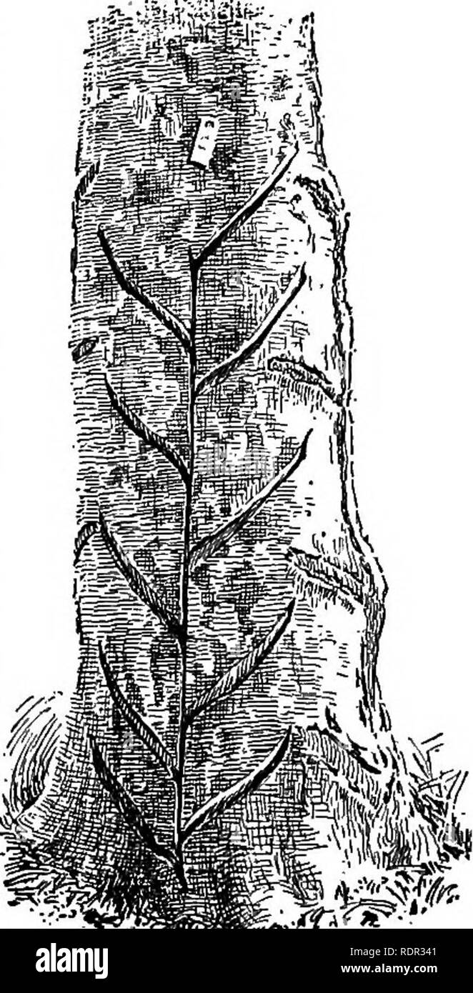 Rubber plantation ground Black and White Stock Photos & Images Alamy