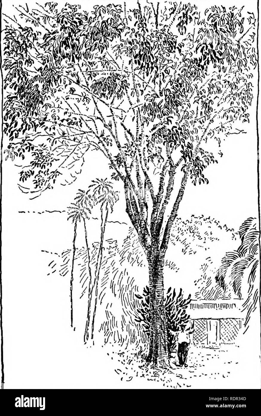 Rubber trees hevea brasiliensis Black and White Stock Photos & Images