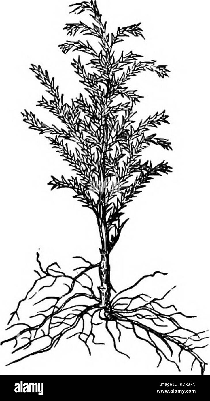 . Cassell's popular gardening. Gardening. 64 CASSELL'S POPULAR GAKDENING. 2. Conifers of whioli cuttings may be taken from any portion of the plant, lateral or otherwise :â Arthrotaxis â Tasmanian Cypress, BiotaâChinese Arborvitse. â¢Cephalotaxus â Cluiiese Yew. CryptomeriaâJapanese Ce- dar, * Cunningliamia. CupressusâCypress. â¦Fitzroyaâ Fatagonian Cy- press. â¢GinkgoâMaidenhair Tree. *Glyptostrobus â Chinese Water Pine. â TuniperusâJuniper. *Libocedrus â Incense Ce- dar, *PodocarpuB. *PruninopitysâPlum-fmited Yew. BetinosporaâJapanese Cy- press. â¢Saxe-GothaeaâPrince Al- bert's Yew. *Sciadop Stock Photo